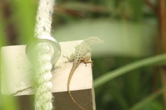 Anolis sabanus