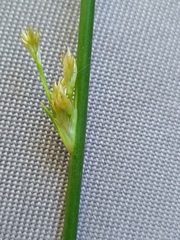 Juncus distegus
