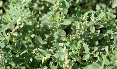 Atriplex suberecta