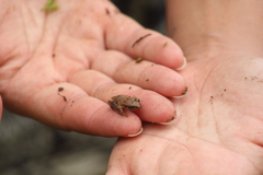 Eleutherodactylus johnstonei