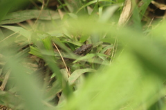Alsophis rufiventris