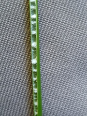 Juncus distegus