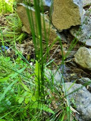 Juncus distegus