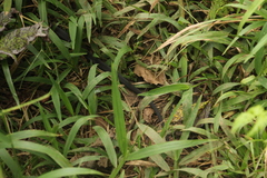 Alsophis rufiventris