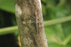 Anolis sabanus