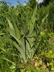 Iris × hybrida