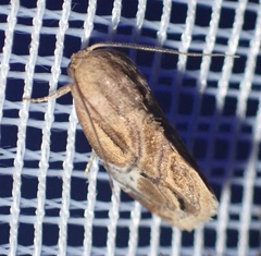 Negeta albiplagiata
