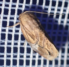 Negeta albiplagiata
