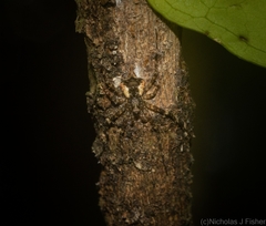 Tamopsis brachycauda