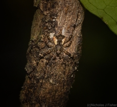 Tamopsis brachycauda