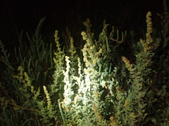 Atriplex glauca