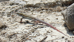 Aspidoscelis parvisocius
