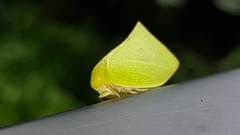 Phyllyphanta declivis