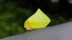 Phyllyphanta declivis