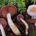 Cortinarius oregonensis - Photo (c) Warren Cardimona, some rights reserved (CC BY-NC), uploaded by Warren Cardimona