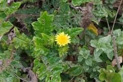 Berkheya maritima