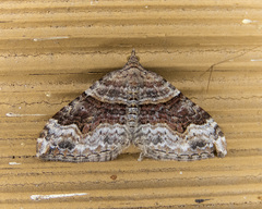 Xanthorhoe defensaria