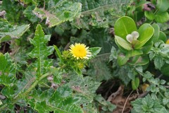 Berkheya maritima