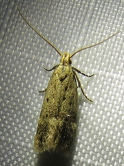 Neodactylota