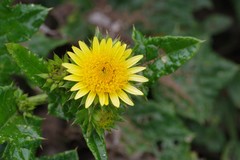 Berkheya maritima