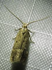 Neodactylota