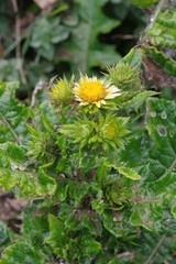 Berkheya maritima