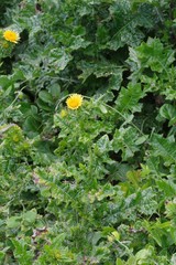 Berkheya maritima