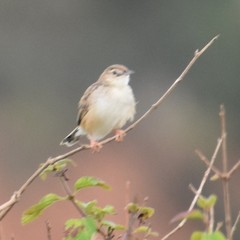 Cisticola cherina