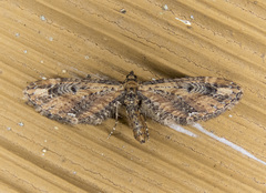 Eupithecia subapicata