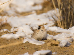 Montifringilla davidiana