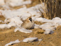 Montifringilla davidiana