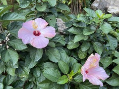 Hibiscus