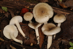 Hygrophorus occidentalis