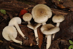 Hygrophorus occidentalis