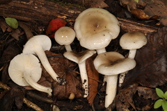 Hygrophorus occidentalis