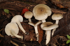 Hygrophorus occidentalis