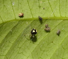 Theridula gonygaster
