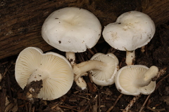 Hygrophorus occidentalis