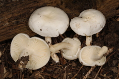 Hygrophorus occidentalis
