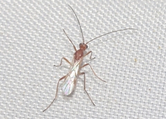 Rogadinae