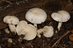 Hygrophorus occidentalis