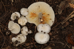 Hygrophorus occidentalis