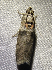 Sciota subfuscella