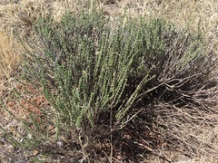 Tetradymia