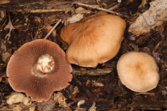 Cortinarius subpulchrifolius