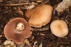 Cortinarius subpulchrifolius