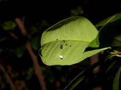 Theridula gonygaster