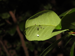 Theridula gonygaster