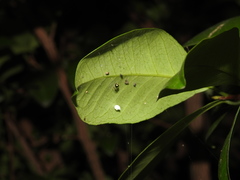 Theridula gonygaster