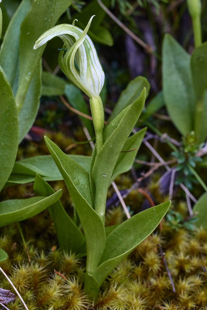Pterostylis dubia